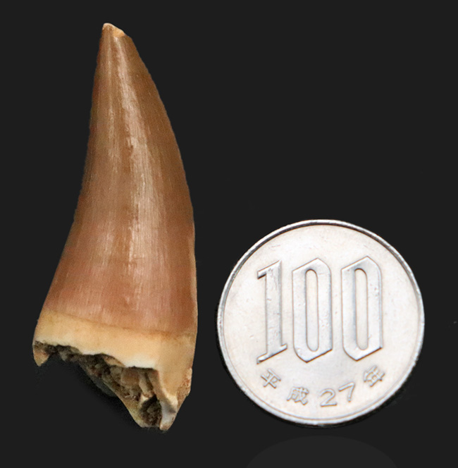 滑らかで美しいカーブが印象的な、コレクショングレードのモササウルス（Mosasaurus）の歯化石（その9）