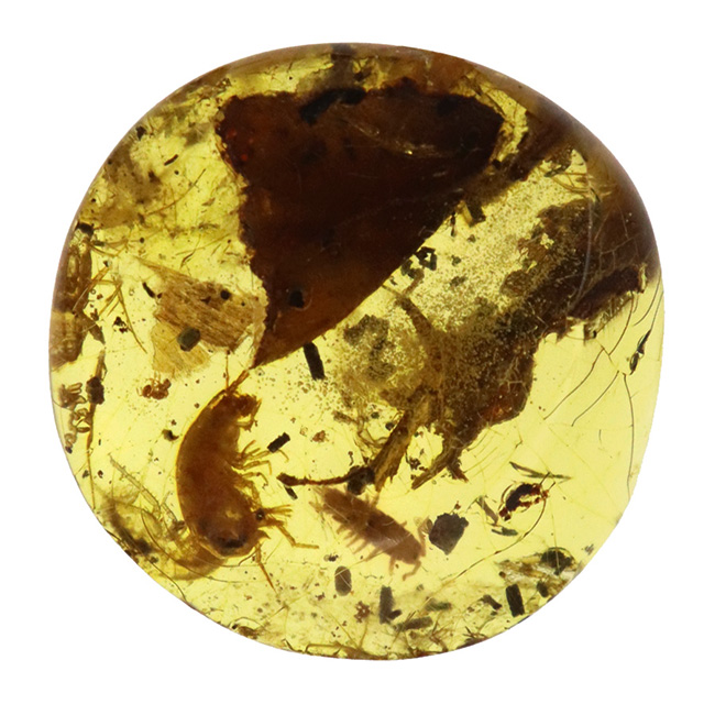 約4000万年前の生態系を封じ込めた「小宇宙」……稀に見る個体数を誇る、生命の宝庫……バルト海産琥珀（Amber）（その1）