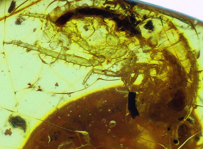 約4000万年前の生態系を封じ込めた「小宇宙」……稀に見る個体数を誇る、生命の宝庫……バルト海産琥珀（Amber）（その10）