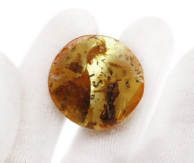 約4000万年前の生態系を封じ込めた「小宇宙」……稀に見る個体数を誇る、生命の宝庫……バルト海産琥珀（Amber）（その11）