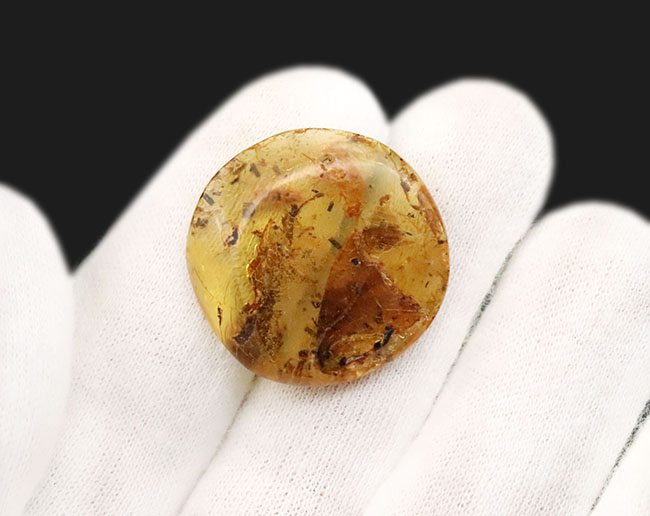 約4000万年前の生態系を封じ込めた「小宇宙」……稀に見る個体数を誇る、生命の宝庫……バルト海産琥珀（Amber）（その12）