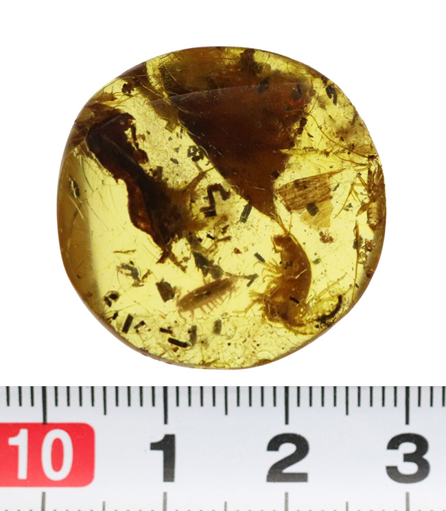 約4000万年前の生態系を封じ込めた「小宇宙」……稀に見る個体数を誇る、生命の宝庫……バルト海産琥珀（Amber）（その13）