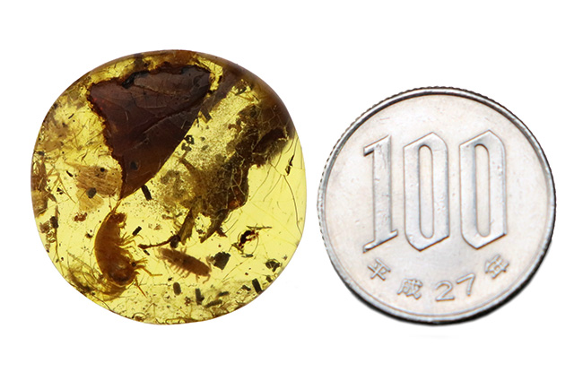 約4000万年前の生態系を封じ込めた「小宇宙」……稀に見る個体数を誇る、生命の宝庫……バルト海産琥珀（Amber）（その14）