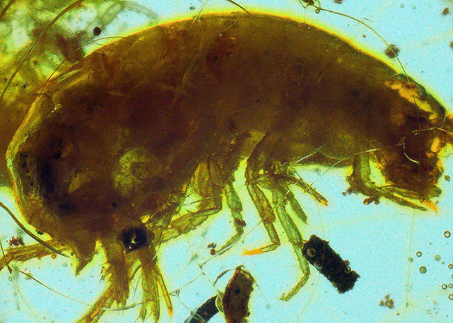 約4000万年前の生態系を封じ込めた「小宇宙」……稀に見る個体数を誇る、生命の宝庫……バルト海産琥珀（Amber）（その2）