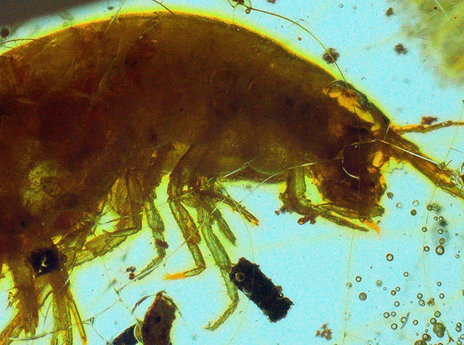 約4000万年前の生態系を封じ込めた「小宇宙」……稀に見る個体数を誇る、生命の宝庫……バルト海産琥珀（Amber）（その3）