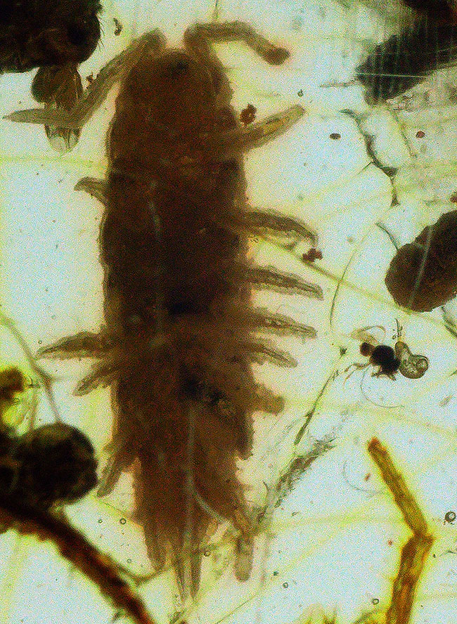 約4000万年前の生態系を封じ込めた「小宇宙」……稀に見る個体数を誇る、生命の宝庫……バルト海産琥珀（Amber）（その4）