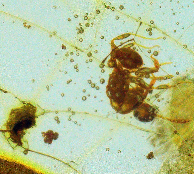 約4000万年前の生態系を封じ込めた「小宇宙」……稀に見る個体数を誇る、生命の宝庫……バルト海産琥珀（Amber）（その5）