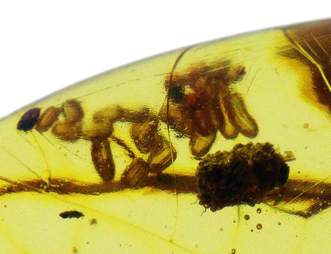 約4000万年前の生態系を封じ込めた「小宇宙」……稀に見る個体数を誇る、生命の宝庫……バルト海産琥珀（Amber）（その6）