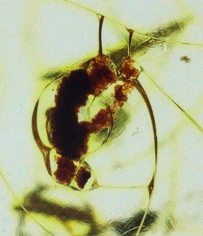 約4000万年前の生態系を封じ込めた「小宇宙」……稀に見る個体数を誇る、生命の宝庫……バルト海産琥珀（Amber）（その7）