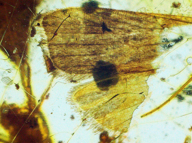 約4000万年前の生態系を封じ込めた「小宇宙」……稀に見る個体数を誇る、生命の宝庫……バルト海産琥珀（Amber）（その8）