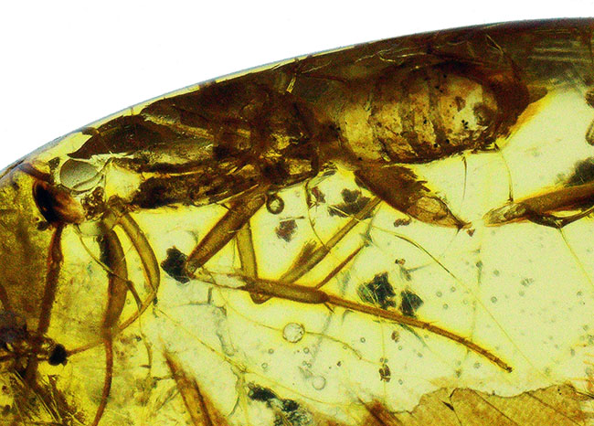 約4000万年前の生態系を封じ込めた「小宇宙」……稀に見る個体数を誇る、生命の宝庫……バルト海産琥珀（Amber）（その9）
