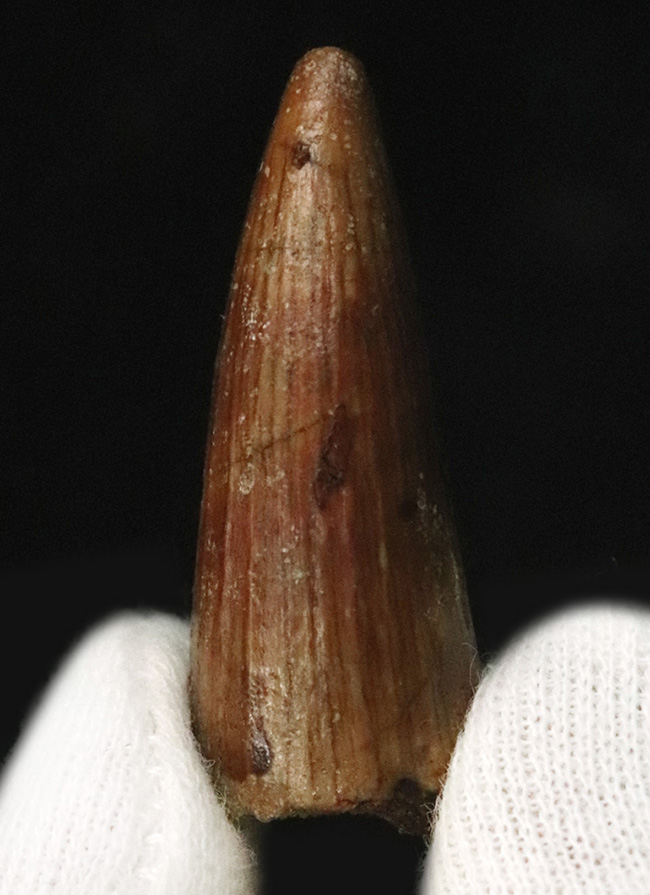 約1億年前、セノマニアン期において北アフリカの食物連鎖の頂点に君臨していたスピノサウルス(Spinosaurus)の歯化石(その1)