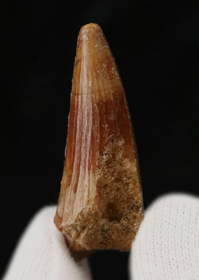 約1億年前、セノマニアン期において北アフリカの食物連鎖の頂点に君臨していたスピノサウルス(Spinosaurus)の歯化石(その2)