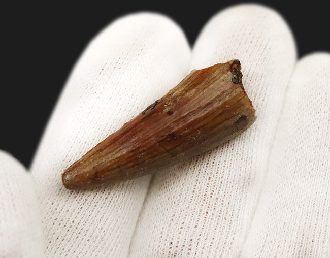 約1億年前、セノマニアン期において北アフリカの食物連鎖の頂点に君臨していたスピノサウルス(Spinosaurus)の歯化石(その3)