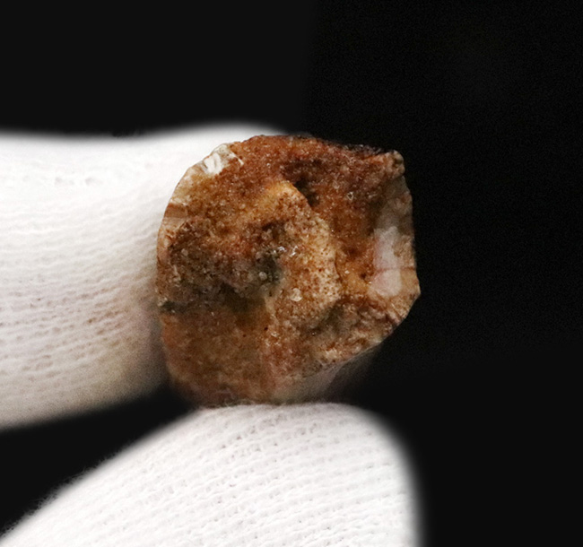 約1億年前、セノマニアン期において北アフリカの食物連鎖の頂点に君臨していたスピノサウルス(Spinosaurus)の歯化石(その5)