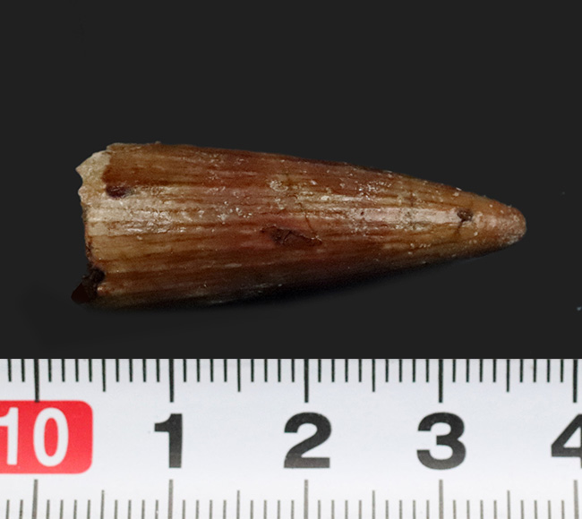 約1億年前、セノマニアン期において北アフリカの食物連鎖の頂点に君臨していたスピノサウルス(Spinosaurus)の歯化石(その6)