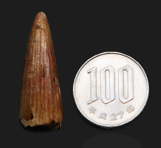 約1億年前、セノマニアン期において北アフリカの食物連鎖の頂点に君臨していたスピノサウルス(Spinosaurus)の歯化石(その7)