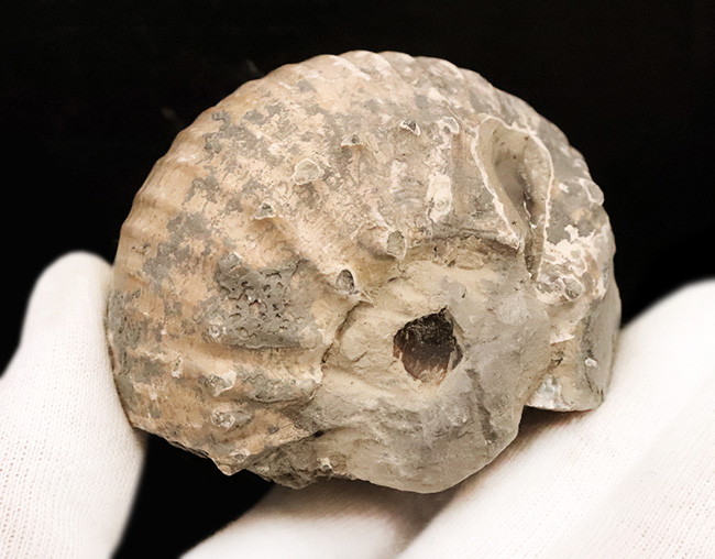 この肉厚なフォルムが魅力的な、ジュラ紀のアンモナイト、リパロセラス（Liparoceras）（その2）