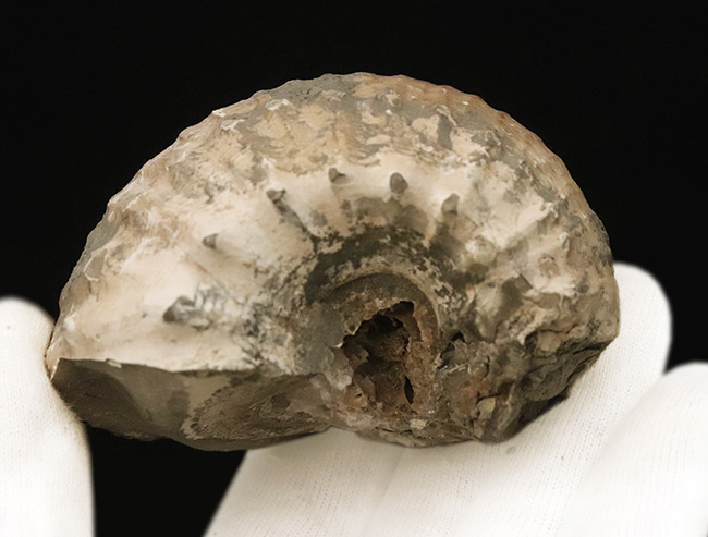 この肉厚なフォルムが魅力的な、ジュラ紀のアンモナイト、リパロセラス（Liparoceras）（その3）