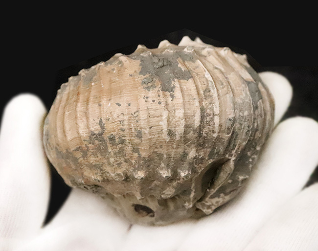 この肉厚なフォルムが魅力的な、ジュラ紀のアンモナイト、リパロセラス（Liparoceras）（その4）