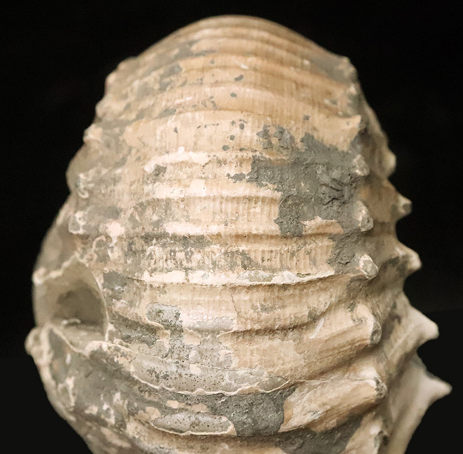 この肉厚なフォルムが魅力的な、ジュラ紀のアンモナイト、リパロセラス（Liparoceras）（その5）