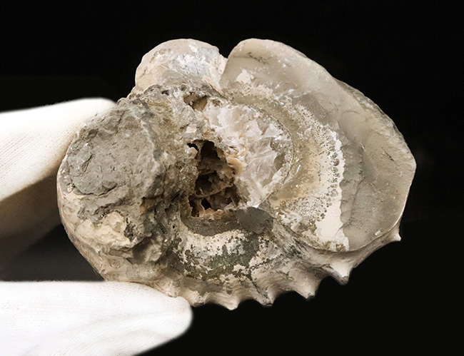 この肉厚なフォルムが魅力的な、ジュラ紀のアンモナイト、リパロセラス（Liparoceras）（その6）