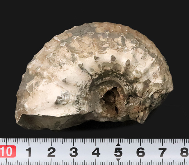 この肉厚なフォルムが魅力的な、ジュラ紀のアンモナイト、リパロセラス（Liparoceras）（その7）