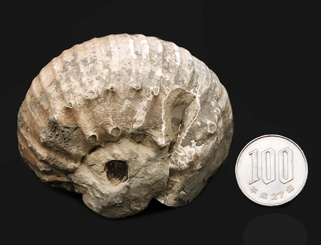 この肉厚なフォルムが魅力的な、ジュラ紀のアンモナイト、リパロセラス（Liparoceras）（その8）