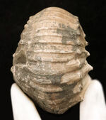 この肉厚なフォルムが魅力的な、ジュラ紀のアンモナイト、リパロセラス（Liparoceras）