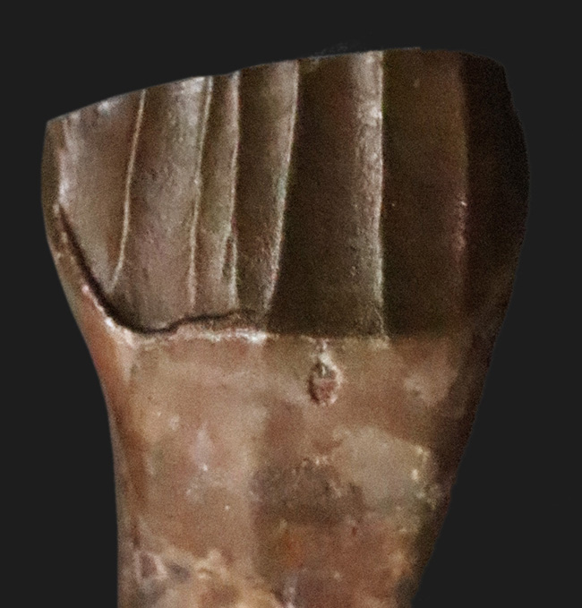 ベリーレア＆ハイクラス！白亜紀前期、大型の鳥脚類恐竜、テノントサウルス（Tenontosaurus sp.）の上質の歯化石（その1）