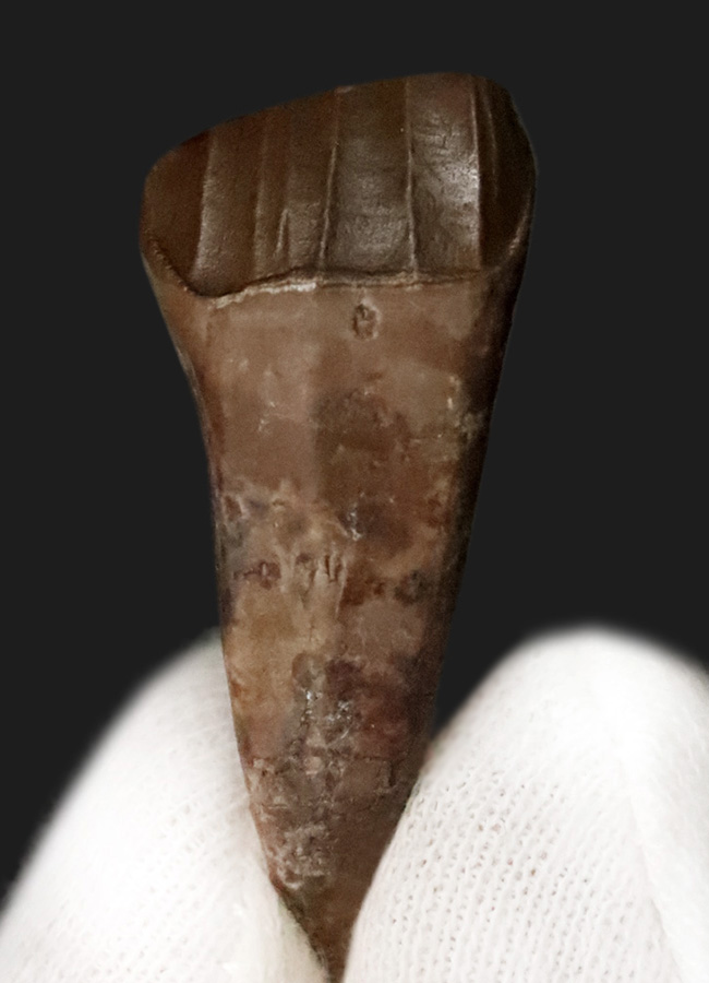 ベリーレア＆ハイクラス！白亜紀前期、大型の鳥脚類恐竜、テノントサウルス（Tenontosaurus sp.）の上質の歯化石（その2）