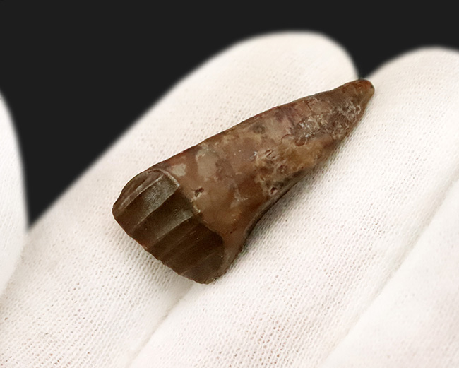 ベリーレア＆ハイクラス！白亜紀前期、大型の鳥脚類恐竜、テノントサウルス（Tenontosaurus sp.）の上質の歯化石（その3）