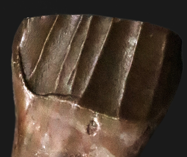 ベリーレア＆ハイクラス！白亜紀前期、大型の鳥脚類恐竜、テノントサウルス（Tenontosaurus sp.）の上質の歯化石（その4）