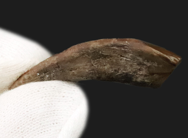 ベリーレア＆ハイクラス！白亜紀前期、大型の鳥脚類恐竜、テノントサウルス（Tenontosaurus sp.）の上質の歯化石（その5）