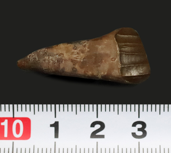 ベリーレア＆ハイクラス！白亜紀前期、大型の鳥脚類恐竜、テノントサウルス（Tenontosaurus sp.）の上質の歯化石（その6）