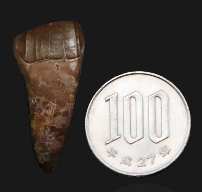 ベリーレア＆ハイクラス！白亜紀前期、大型の鳥脚類恐竜、テノントサウルス（Tenontosaurus sp.）の上質の歯化石（その7）