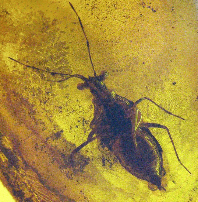 サシガメと思しき精緻な保存状態の虫が内包……美しいハニーカラーを呈する、ミャンマー琥珀・バーマイト（Burmite）（その1）