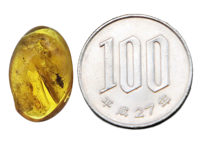 サシガメと思しき精緻な保存状態の虫が内包……美しいハニーカラーを呈する、ミャンマー琥珀・バーマイト（Burmite）（その10）