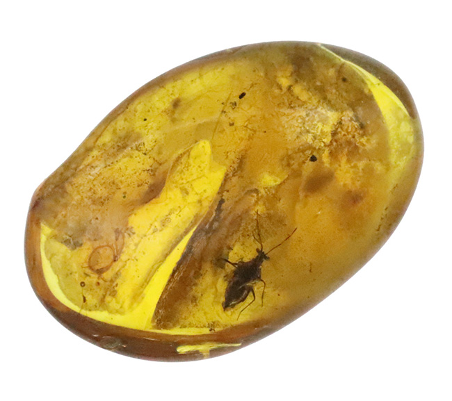 サシガメと思しき精緻な保存状態の虫が内包……美しいハニーカラーを呈する、ミャンマー琥珀・バーマイト（Burmite）（その2）