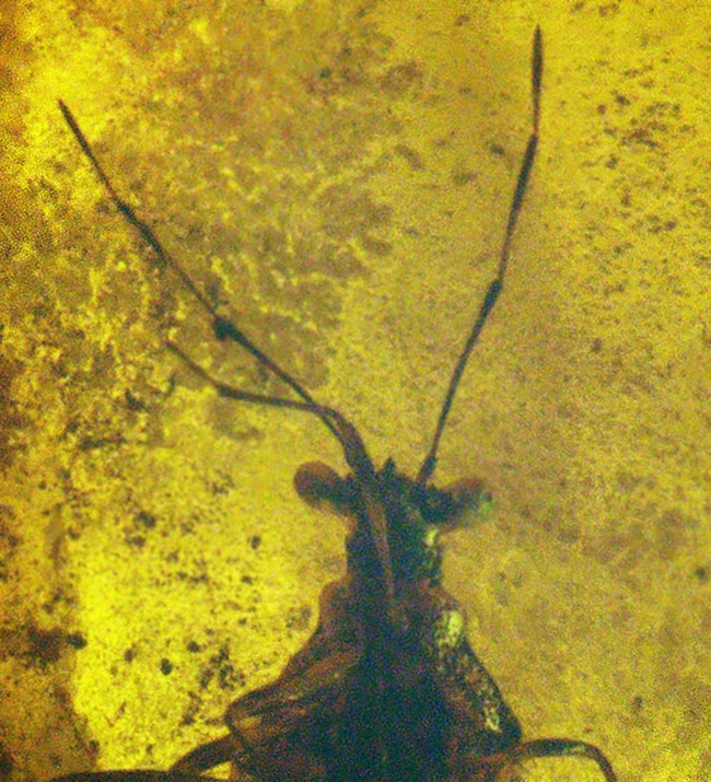 サシガメと思しき精緻な保存状態の虫が内包……美しいハニーカラーを呈する、ミャンマー琥珀・バーマイト（Burmite）（その3）