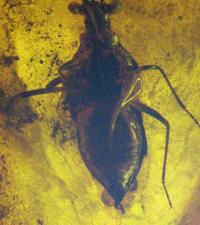 サシガメと思しき精緻な保存状態の虫が内包……美しいハニーカラーを呈する、ミャンマー琥珀・バーマイト（Burmite）（その4）