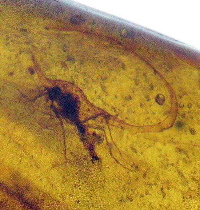 サシガメと思しき精緻な保存状態の虫が内包……美しいハニーカラーを呈する、ミャンマー琥珀・バーマイト（Burmite）（その5）
