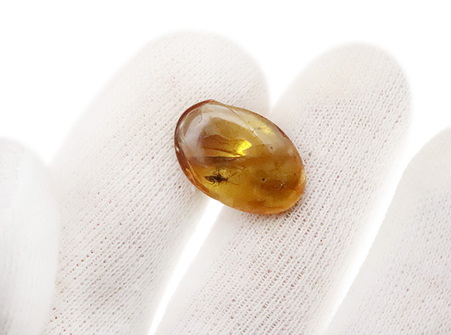 サシガメと思しき精緻な保存状態の虫が内包……美しいハニーカラーを呈する、ミャンマー琥珀・バーマイト（Burmite）（その7）