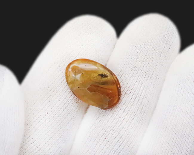 サシガメと思しき精緻な保存状態の虫が内包……美しいハニーカラーを呈する、ミャンマー琥珀・バーマイト（Burmite）（その8）