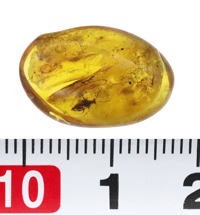サシガメと思しき精緻な保存状態の虫が内包……美しいハニーカラーを呈する、ミャンマー琥珀・バーマイト（Burmite）（その9）