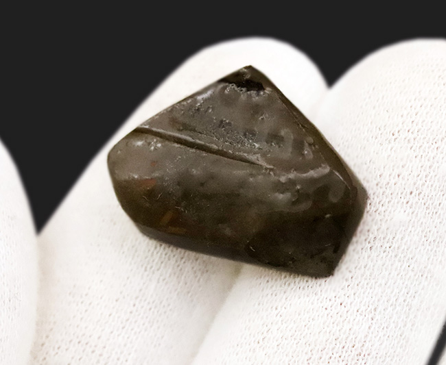 希少なブルー＆バイオレットを呈する、神秘的なアンモライト（Ammolite）のピース（その4）