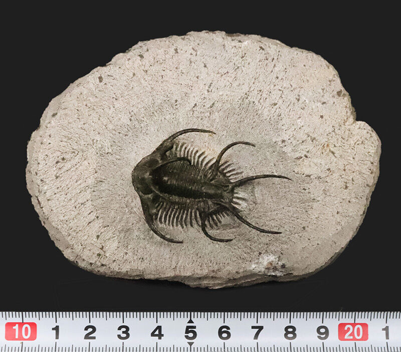 三葉虫コレクター垂涎の個体！モロッコ・デボン紀の花形三葉虫、セラタルゲス（Ceratarges spinosus）の極上個体（その10）