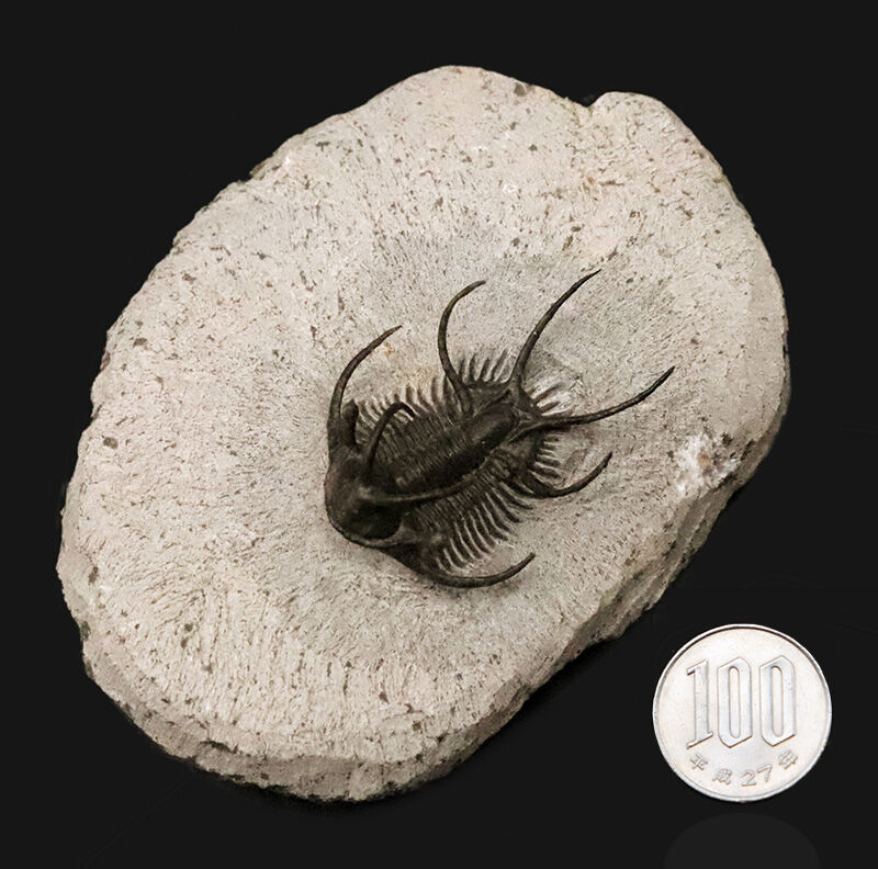 三葉虫コレクター垂涎の個体！モロッコ・デボン紀の花形三葉虫、セラタルゲス（Ceratarges spinosus）の極上個体（その11）
