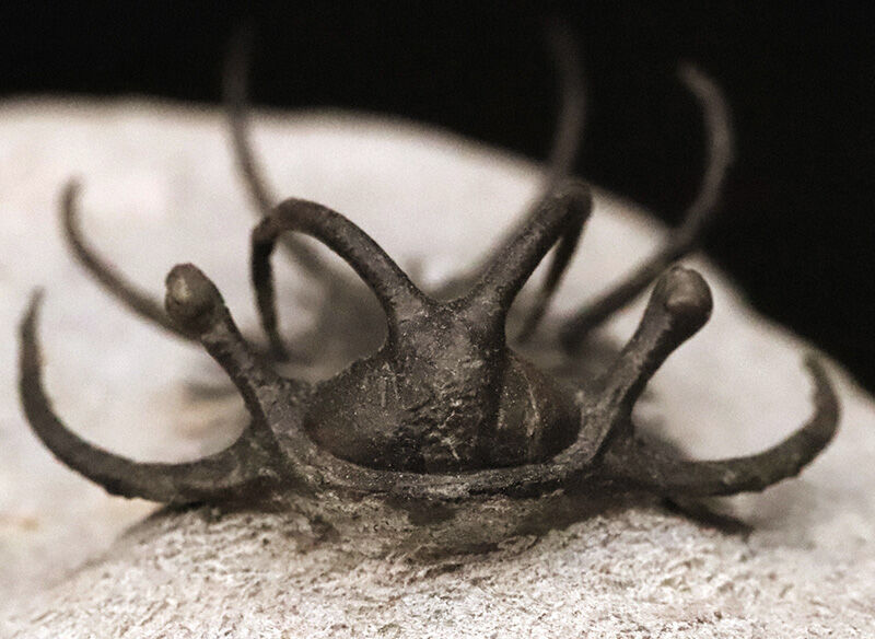 三葉虫コレクター垂涎の個体！モロッコ・デボン紀の花形三葉虫、セラタルゲス（Ceratarges spinosus）の極上個体（その2）