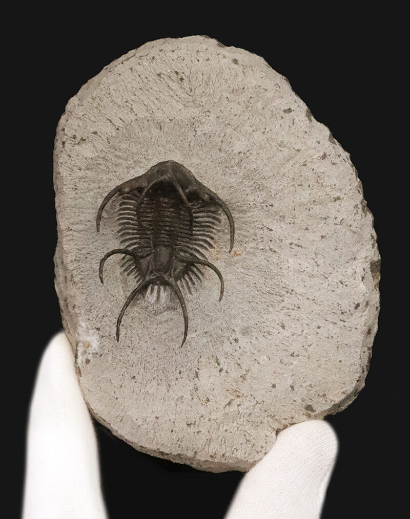 三葉虫コレクター垂涎の個体！モロッコ・デボン紀の花形三葉虫、セラタルゲス（Ceratarges spinosus）の極上個体（その3）